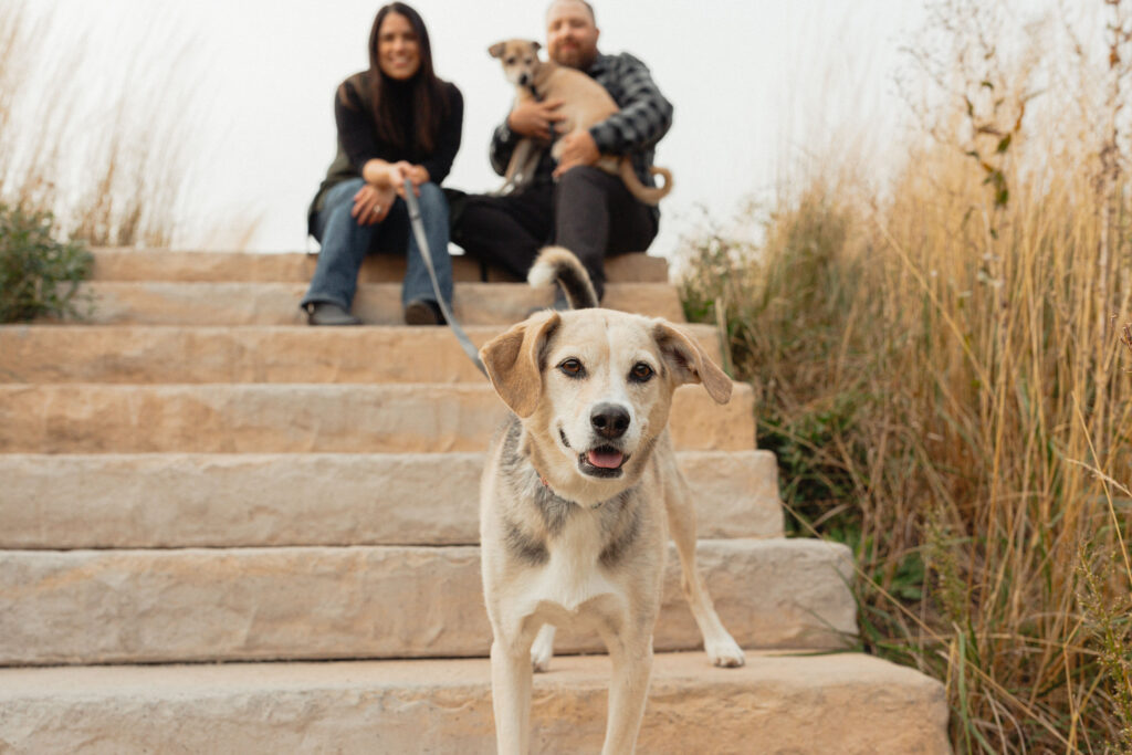 Winnipeg Pet Photos at Assiniboine Park